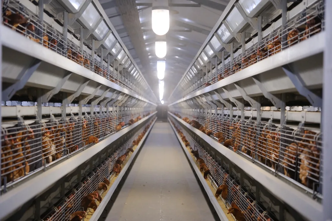 Vista del pasillo central del galpón de producción, con las gallinas alojadas en baterías a ambos lados.